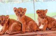 Nacen tres crías de león en el zoológico de La Encantada