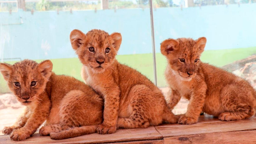 Nacen tres crías de león en el zoológico de La Encantada