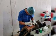Realizan campaña de esterilización para mascotas en Villanueva
