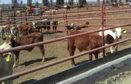 Zacatecas, entre los siete estados del país que más aporta a la exportación de ganado a EEUU