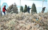 Inicia campaña de acopio de árboles navideños naturales 2021