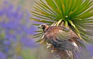 Colaboran Zacatecas y Jalisco en la conservación del águila real