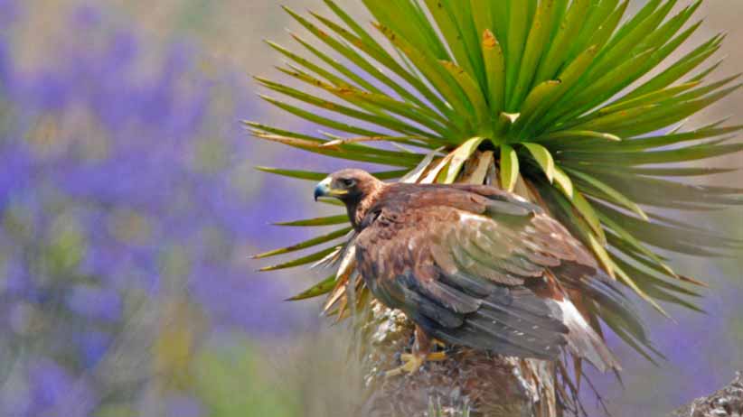 Colaboran Zacatecas y Jalisco en la conservación del águila real