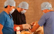 Exitosa Jornada de Esterilización Canina y Felina en Tabasco