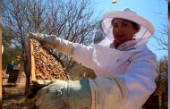 Mujer zacatecana aprendió a amar el mundo de las abejas y ahora ellas le dan su sustento diario