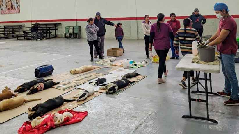 Lleva Secretaría de Salud Jornadas de Esterilización Canina y Felina a Sombrerete, Río Grande y Jerez