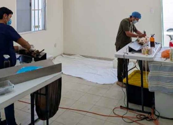 Realiza SSZ Jornada de Esterilización Canina y Felina en Jalpa, Sombrerete, Río Grande, Jerez y Pánfilo Natera