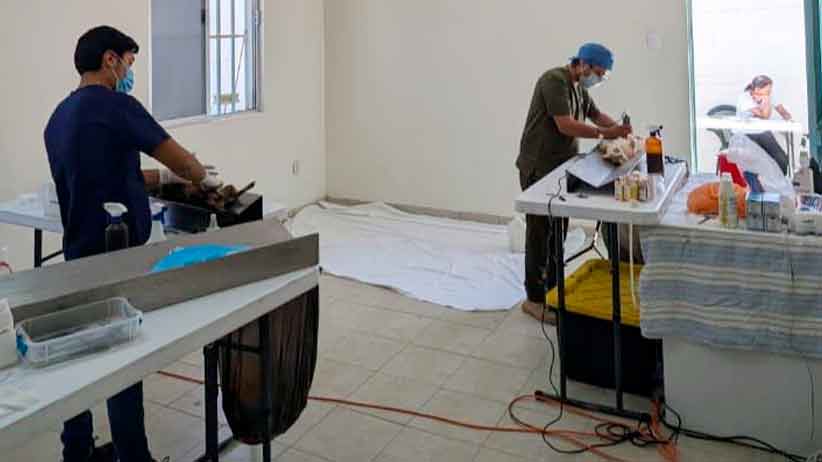 Realiza SSZ Jornada de Esterilización Canina y Felina en Jalpa, Sombrerete, Río Grande, Jerez y Pánfilo Natera