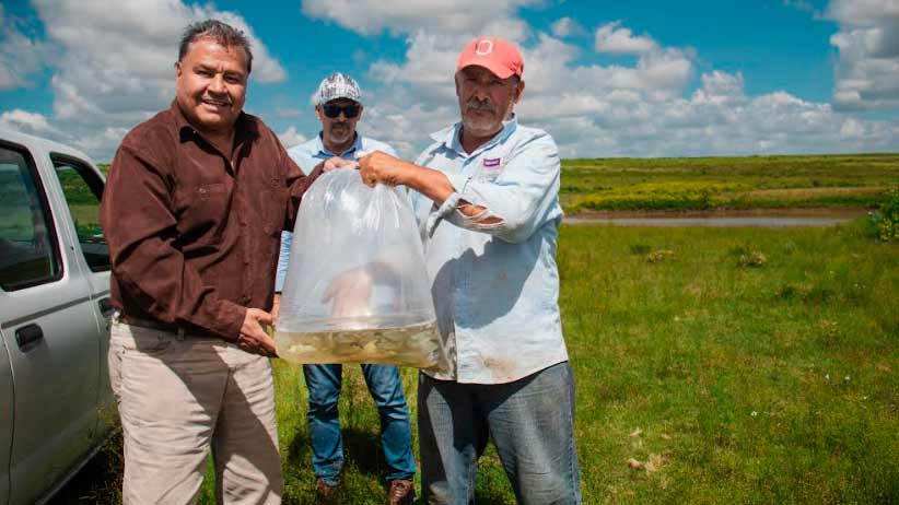 Con apoyos para la siembra de peces Se fortalece el sector productivo del Municipio de Guadalupe