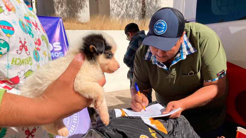 Exitosa Jornada de adopción y esterilización de mascotas en Zacatecas