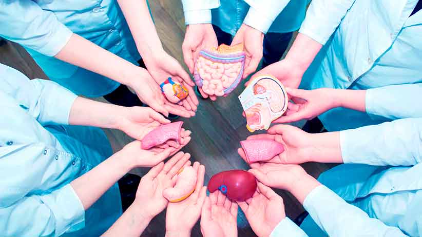 Esperanza de vida, la donación de órganos