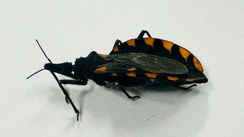 Prevenir Enfermedad de Chagas es tarea de todos: Secretaría de Salud