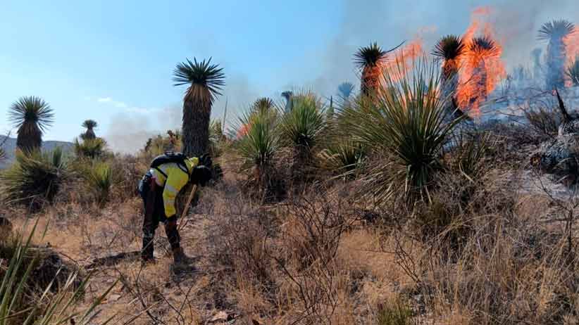 Avanzan trabajos de control de incendio Forestal en Villa de Cos y Tlaltenango