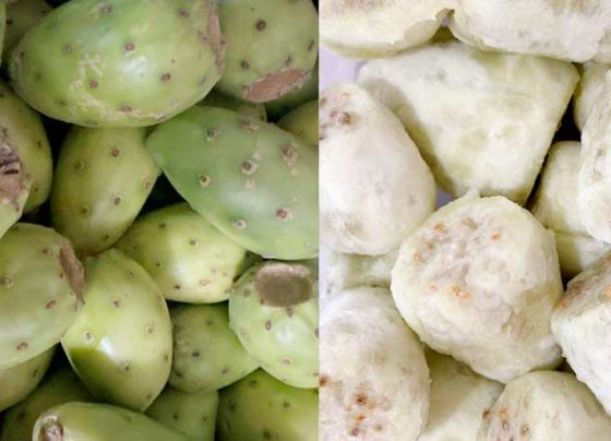 Tunas zacatecanas, una dulce manera de cuidar la salud