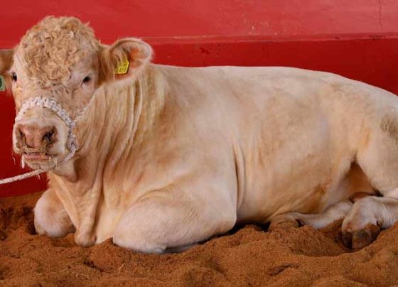 Avanza campo zacatecano con inversión cercana a 700 millones de pesos, en el Año del Progreso