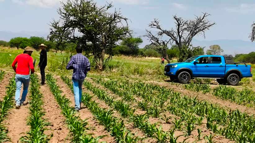 Presentarán en Roma proyecto zacatecano para analizar, con tecnología, daños en cultivos de maíz