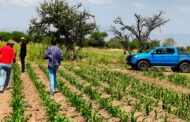 Presentarán en Roma proyecto zacatecano para analizar, con tecnología, daños en cultivos de maíz