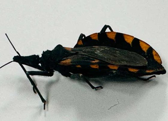 Emite SSZ información en torno a la Enfermedad de Chagas