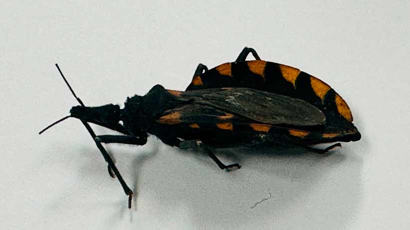 Emite SSZ información en torno a la Enfermedad de Chagas